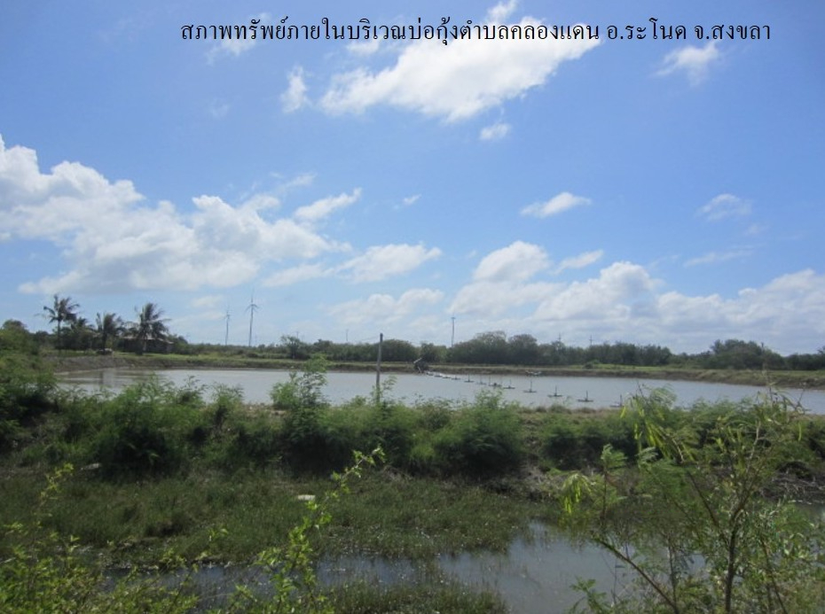 ที่ดินเปล่า โครงการกลุ่มเกษตรกรผู้เลี้ยงสัตว์น้ำ ระโนด สงขลา