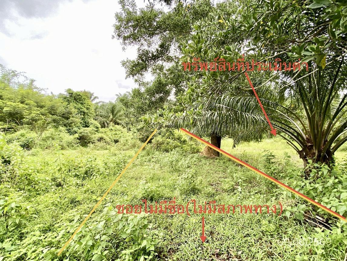ที่ดินว่างเปล่า วังวิเศษ ตรัง หวานงดีทรี หัวหิน