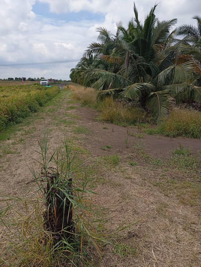 ที่ดินว่างเปล่า หนองเสือ ปทุมธานี