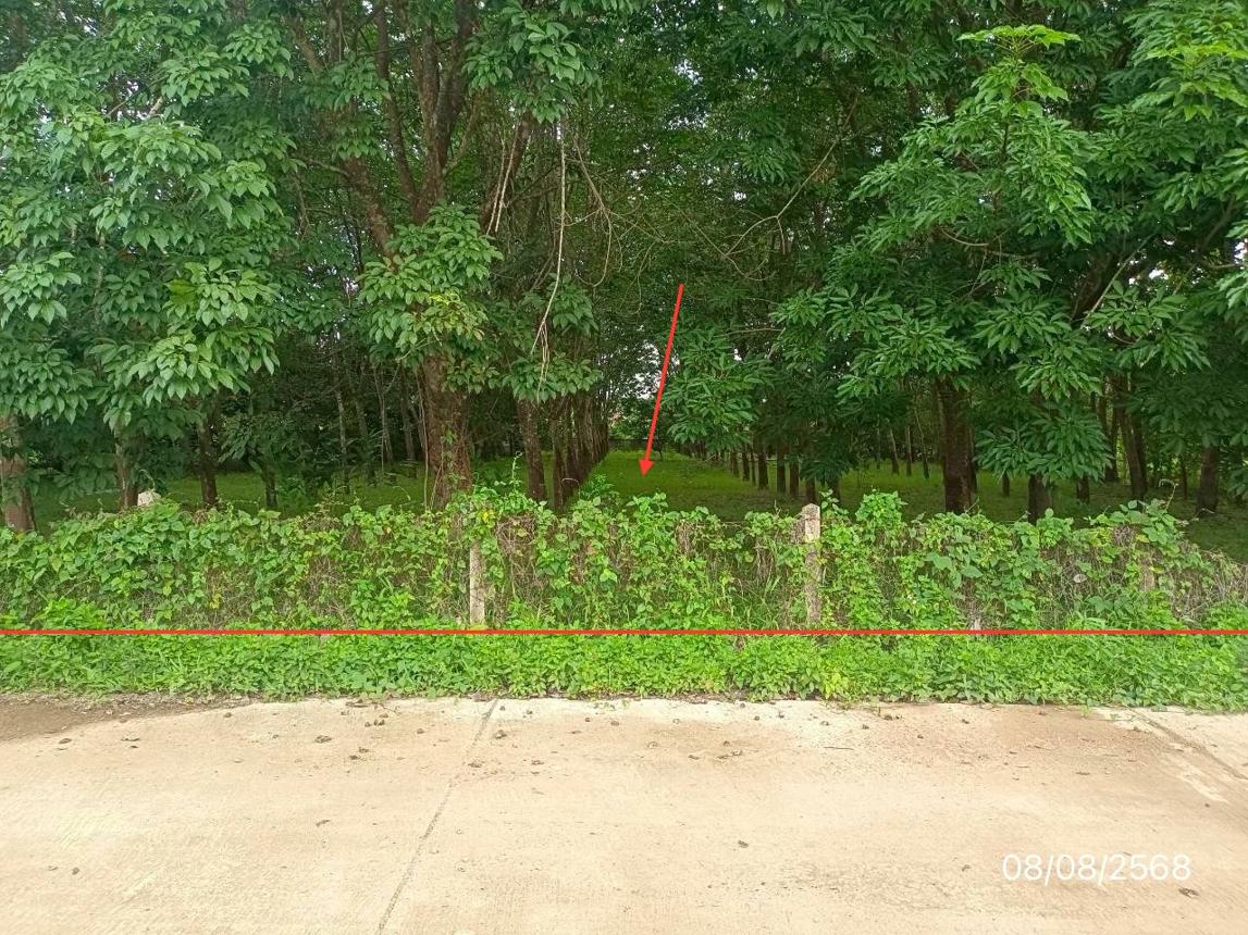 Vacant Land in Phu Sang, Phayao