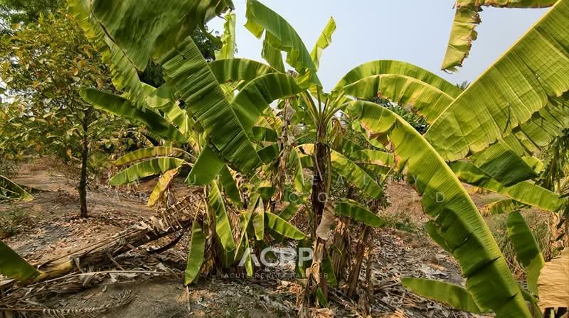 Rare Item !! Prime Land on Ratchaphruek Road (Outbound) – Opposite Robinson Lifestyle Ratchaphruek, Nonthaburi