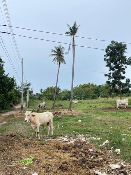 ที่ดินปราณบุรี ตำบลเขาน้อย อำเภอปราณบุรี, Prachuap Khiri Khan