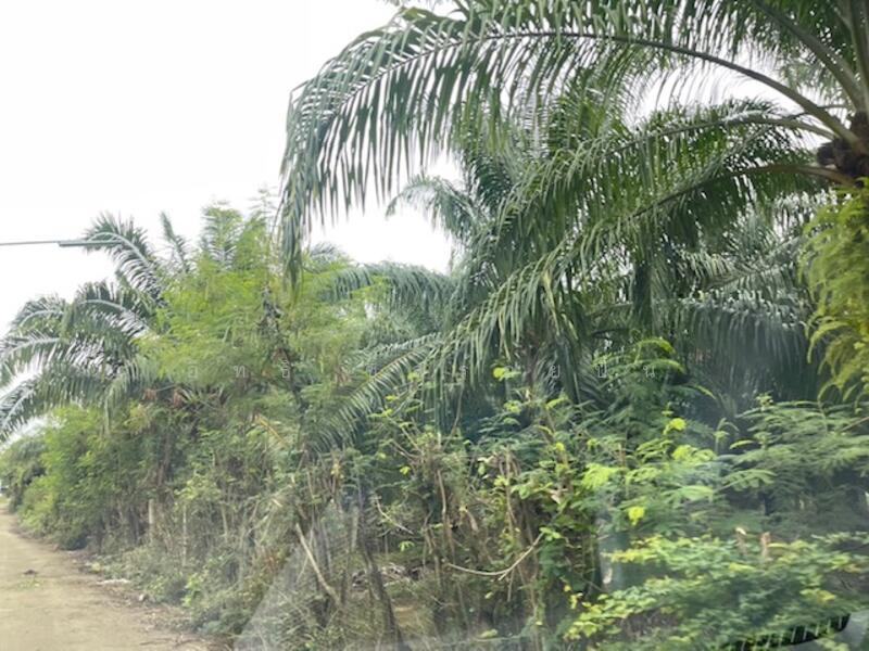ที่ดินปราณบุรี ตำบลเขาน้อย อำเภอปราณบุรี, Prachuap Khiri Khan
