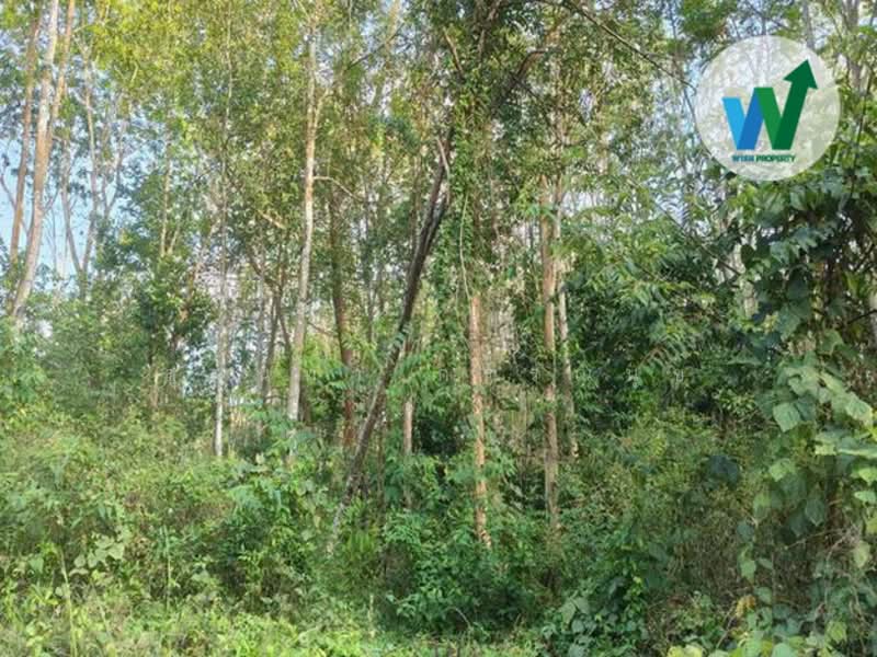 For sale Land Khuan Khanun Phatthalung, Phatthalung
