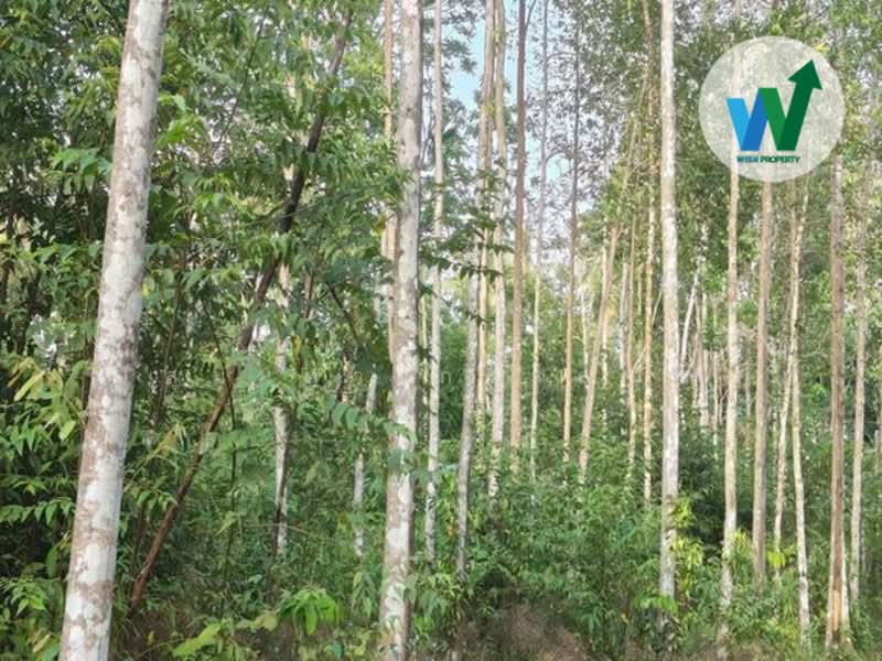 For sale Land Khuan Khanun Phatthalung, Phatthalung