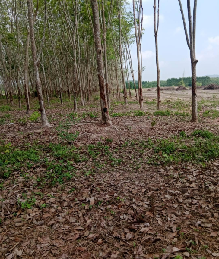 ที่ดินว่างเปล่า วังจันทร์ ระยอง