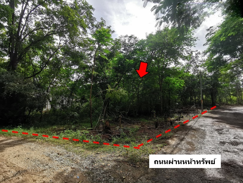 Empty land, Inthanon Highland Project, Chiang Mai